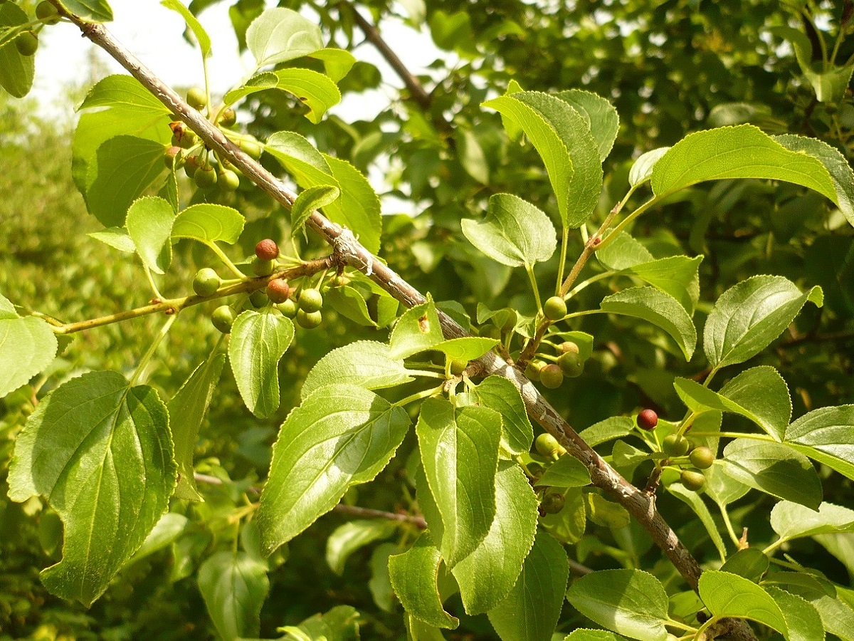 Rhamnus cathartica (Rhamnaceae)